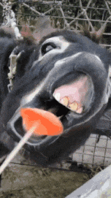 |搞笑GIF:大半夜的,你们要不要这么嗨啊