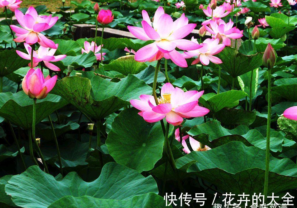 “7孔藕”和“9孔藕”有哪些区别？差别不止一点，弄懂再买也不迟