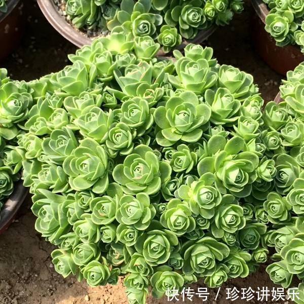 这两种多肉植物开花并不是好事，开完就死，家里有的话要小心