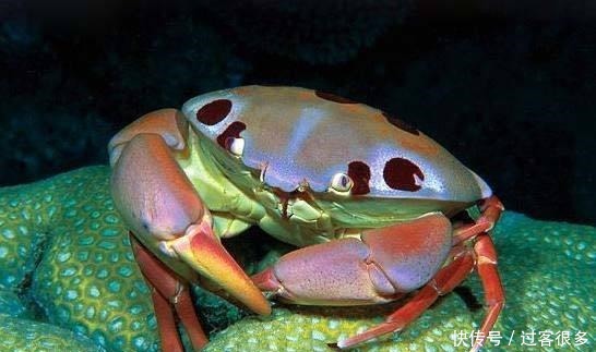 真实|《海绵宝宝》里的海洋生物在现实中真实存在吗