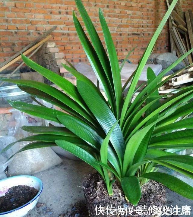 怎样让君子兰多开花?做好1件事,一盆10枝花