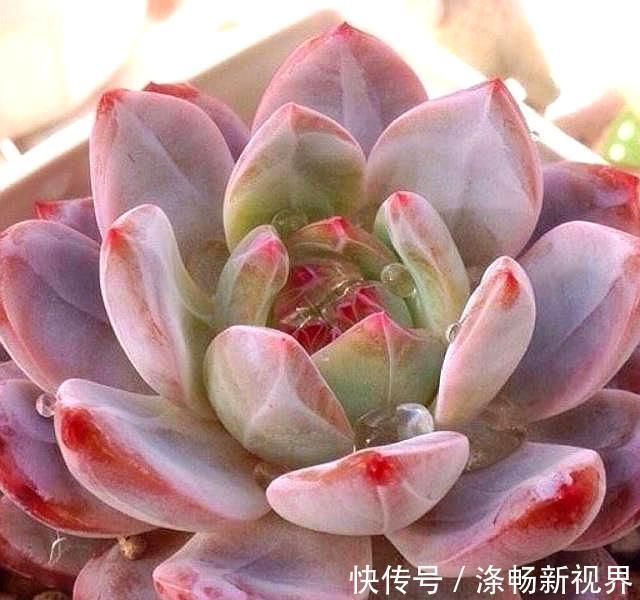 缺水|怎么判断多肉需要浇水3个经验,又快又准!