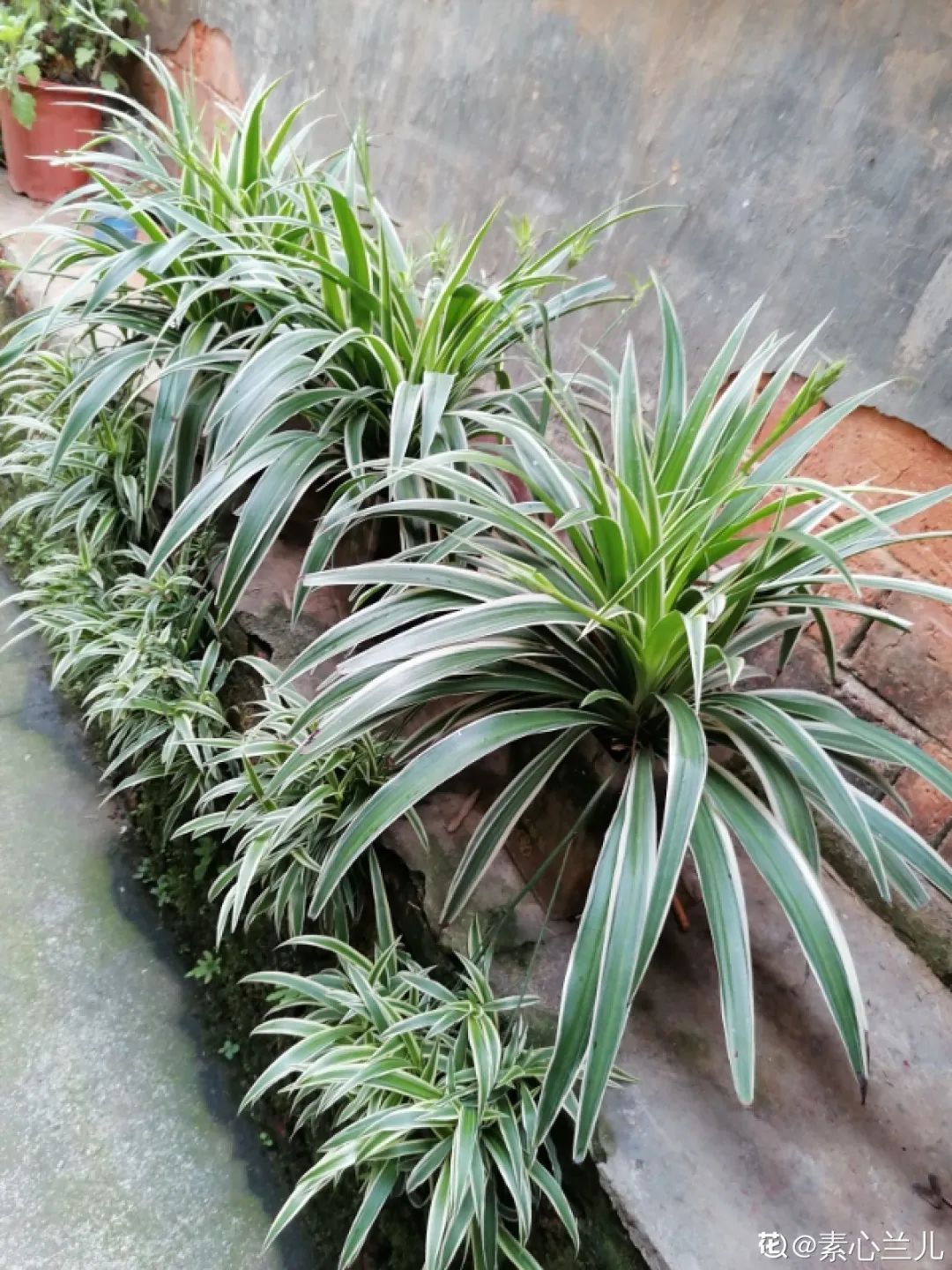 叶片|快住手!这10种植物千万别晒,晒得越多,死得越快!