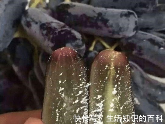 蓝宝石|有院子的朋友,不要错过这种果树,不怕旱不怕晒,好吃又营养!