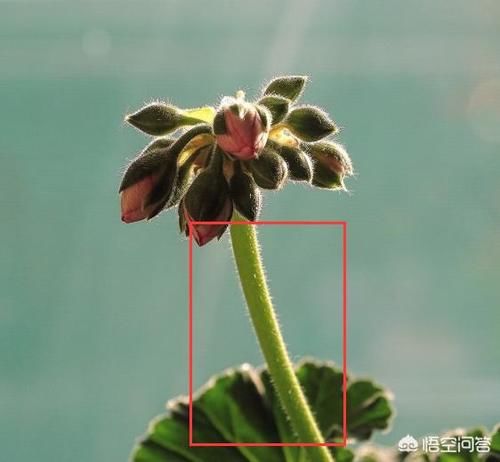 天竺葵开完花的花茎适不适合插扦？