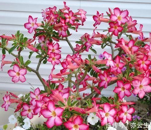 种植|家庭种植的沙漠玫瑰,一直出现掉叶子,也不孕蕾,是什么原因呢