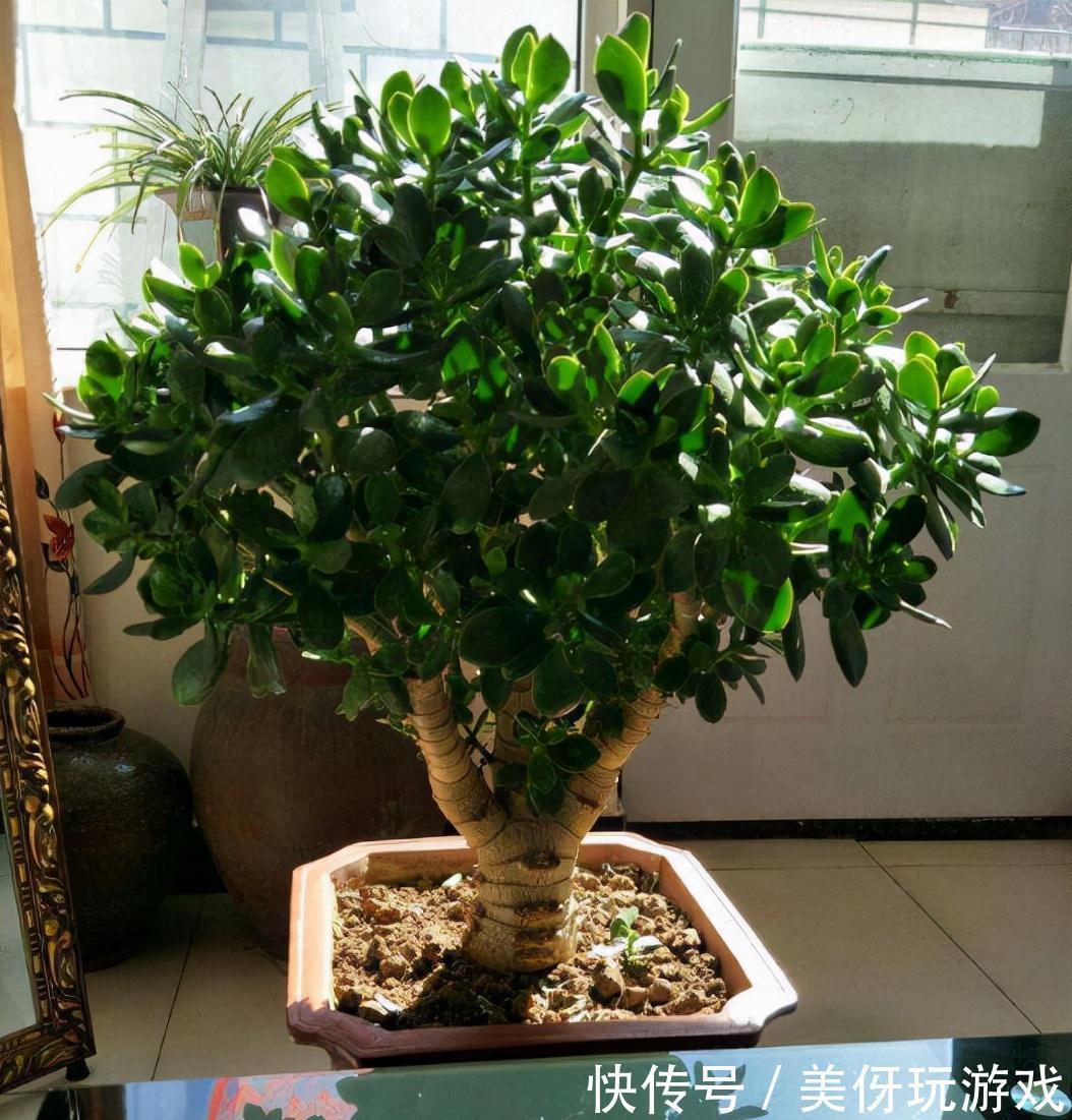 11月在家3种树,成活率高,外形美观,修剪一下做成珍贵盆景