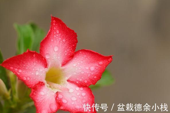 34种常见花草耐冻极限温度,哪些该搬到室内养,一清二楚