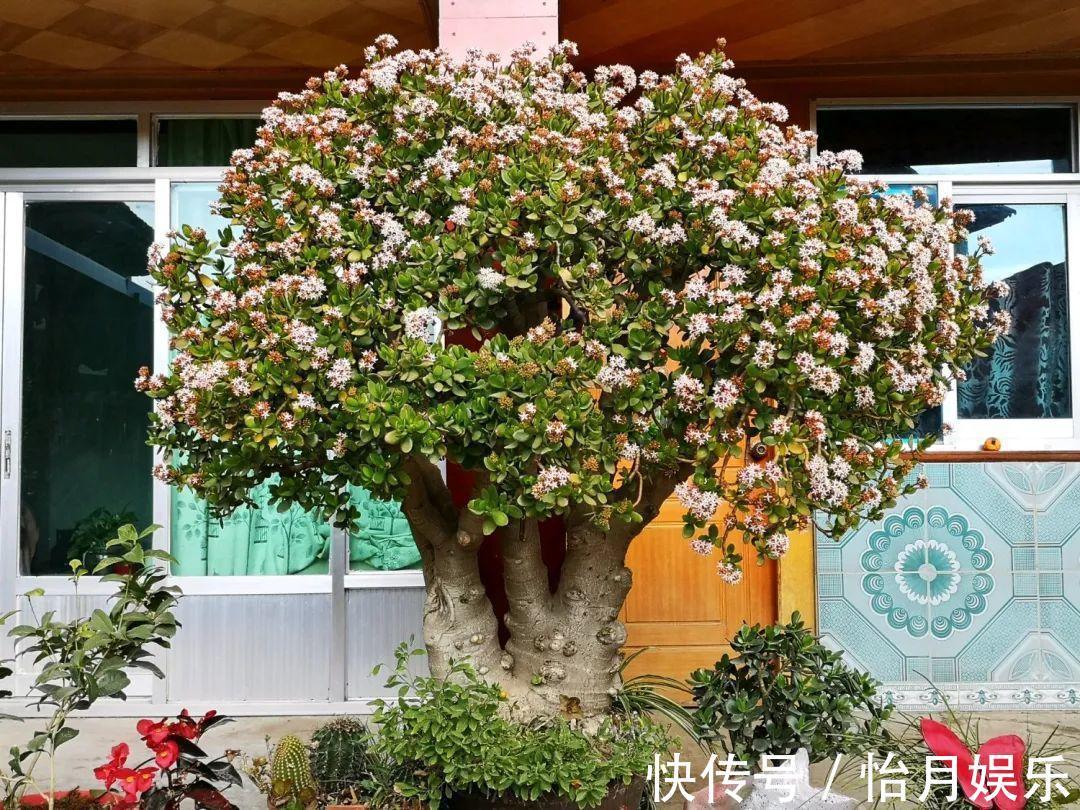 花也能成精,养成巨无霸,一次开花50朵,比小孩还高!