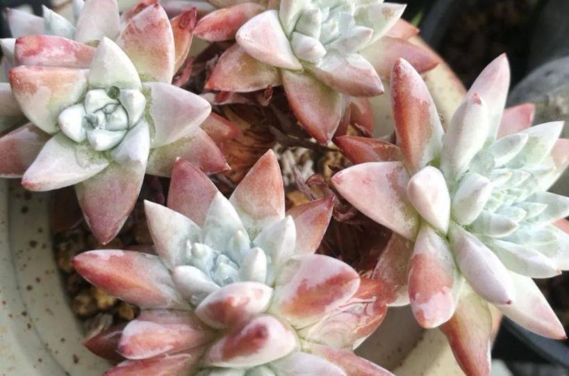 遵循这3大规则,冬天养多肉,家庭盆栽才不会出问题