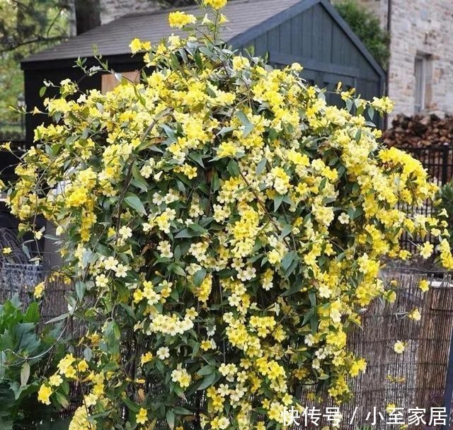 花朵|冬天养几盆法国香水花,开花香又漂亮,比喷香水还好闻!