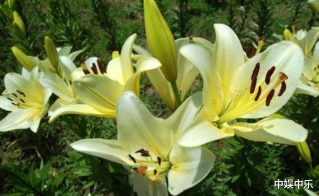 肺不好的人，盡量多食用這4種食物，大家可以嘗試喝1茶