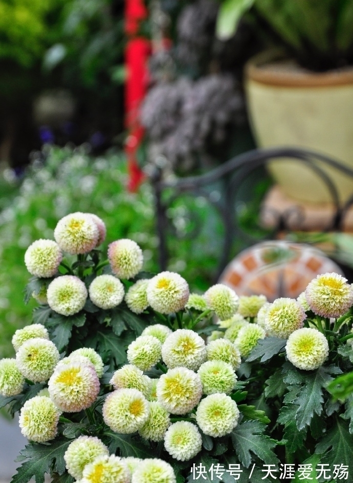 秋天!经典4句,赏花人记住这些诗词,秋天这一个月就不白忙活了