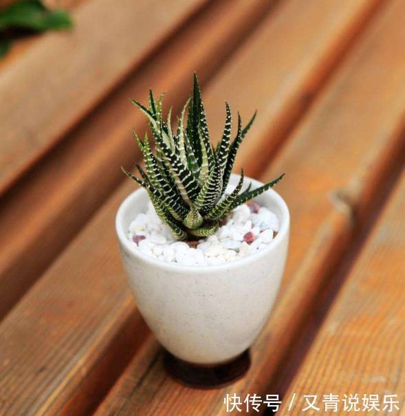 土质|这几种盆栽养起来不费心，没时间就不用管，这样也能养爆盆！