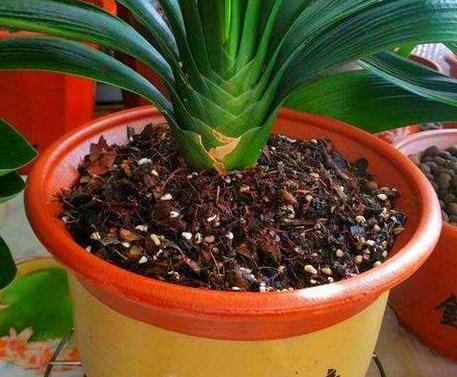 叶片|养花需要''自制营养液''用它来代替,灌根、喷叶效果都不错