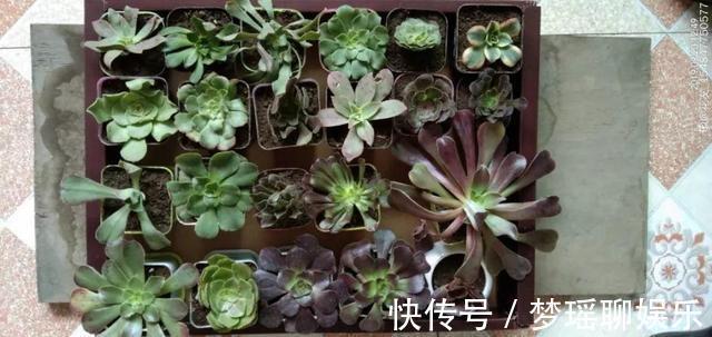 法师|秋天多肉砍1刀，立马爆出一圈芽，1盆变10盆不花钱