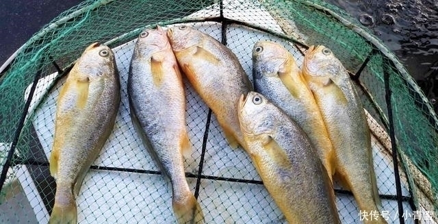 做鱼时,去腥加酒加醋是大错特错这才是最好吃做法,上桌就扫光