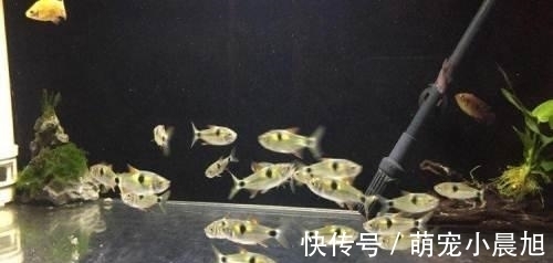 马克吐司|比孔雀鱼更易饲养的小型鱼,性格凶猛、群游性强,一般养不死