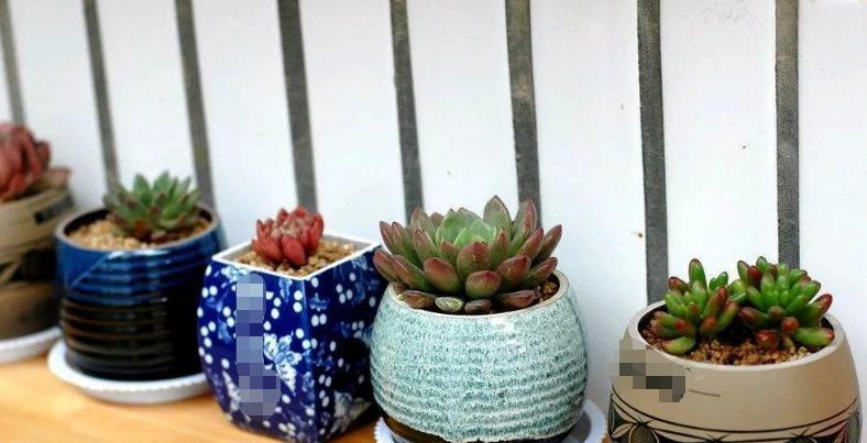 酒瓶|怎么自制花盆算得上有创意?拿这4样改造,好用,各有特色