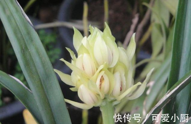 一文了解兰界奇品秋榜,宝莲灯,赶快来了解一下