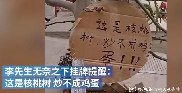 核桃树刚发芽,就被路人摘光,树主人无奈挂牌子警示