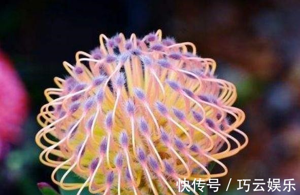 家养“帝王花”,呼呼“一巴掌”,花瓣大又艳,满盆红彤彤