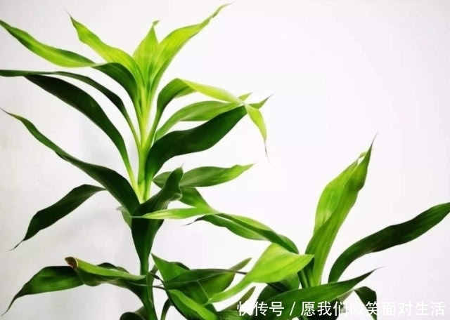 养富贵竹时,把控好5点,枝叶旺盛油绿,根系繁壮生长快!