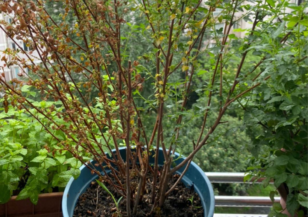 花成了光杆司令,剪一刀撒点药,很快冒新芽
