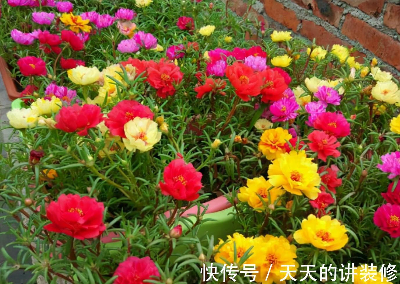 种花|不怕“秋老虎”的4种花,养护容易,花儿持续绽放