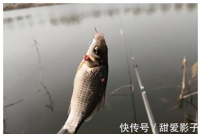 鱼儿|阴天出去垂钓,这几点做好了,渔获想少都难