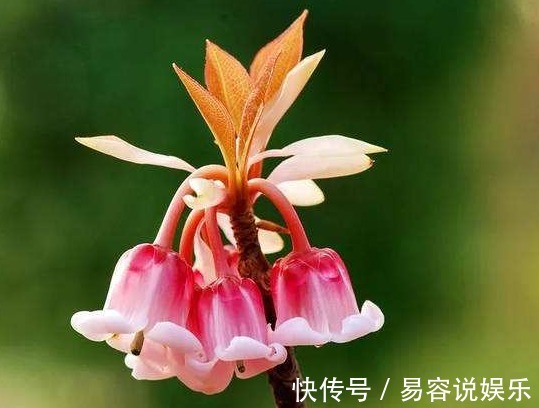 伊芙·|喜欢养花，不如养盆伊芙·，一条藤上千朵花，幽香四溢