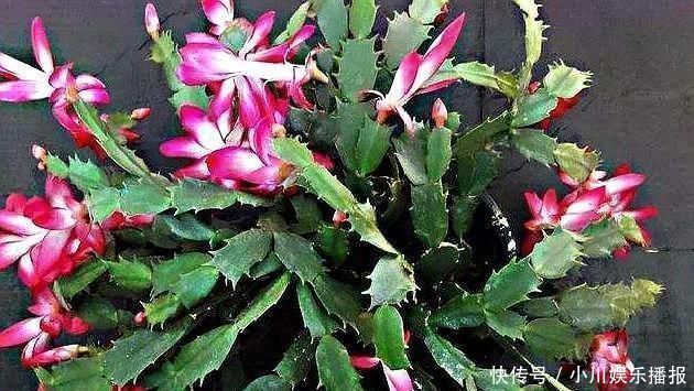 蟹爪兰发出这个“信号”,一定不要忽视,是在提醒你