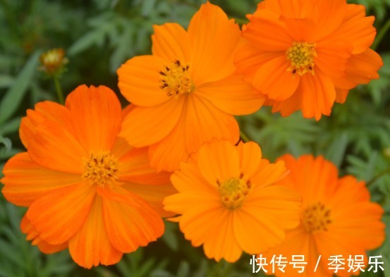 常见几种菊花,好看好养,开花千重瓣,越看越想养