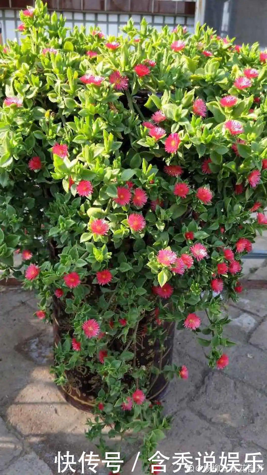 风信子|懒人适合养什么花,浇水少,不挑土,它比人还懒!