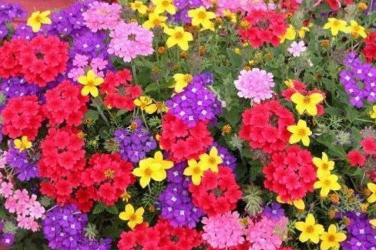 4种花漂亮又好养,花期长、花朵多,家里开成花海!