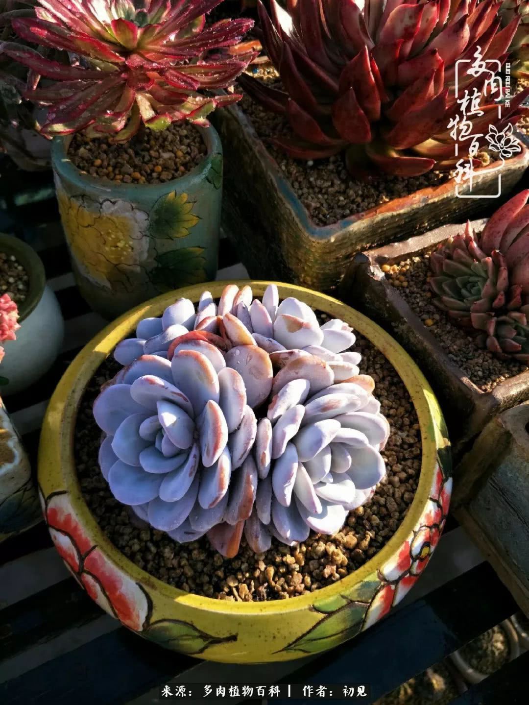 养多肉四周年，从初见到爱恋！幸福一直藏在浅薄的日子里！