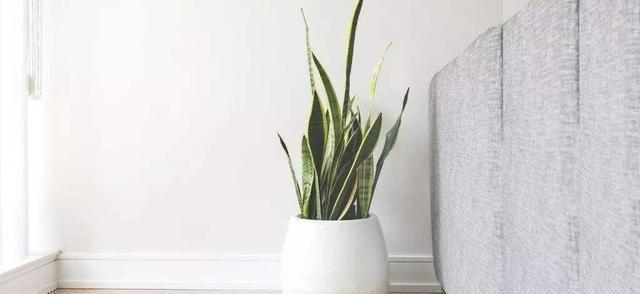 养了两三年虎皮兰不长芽,找到爆盆机关,立马不一样