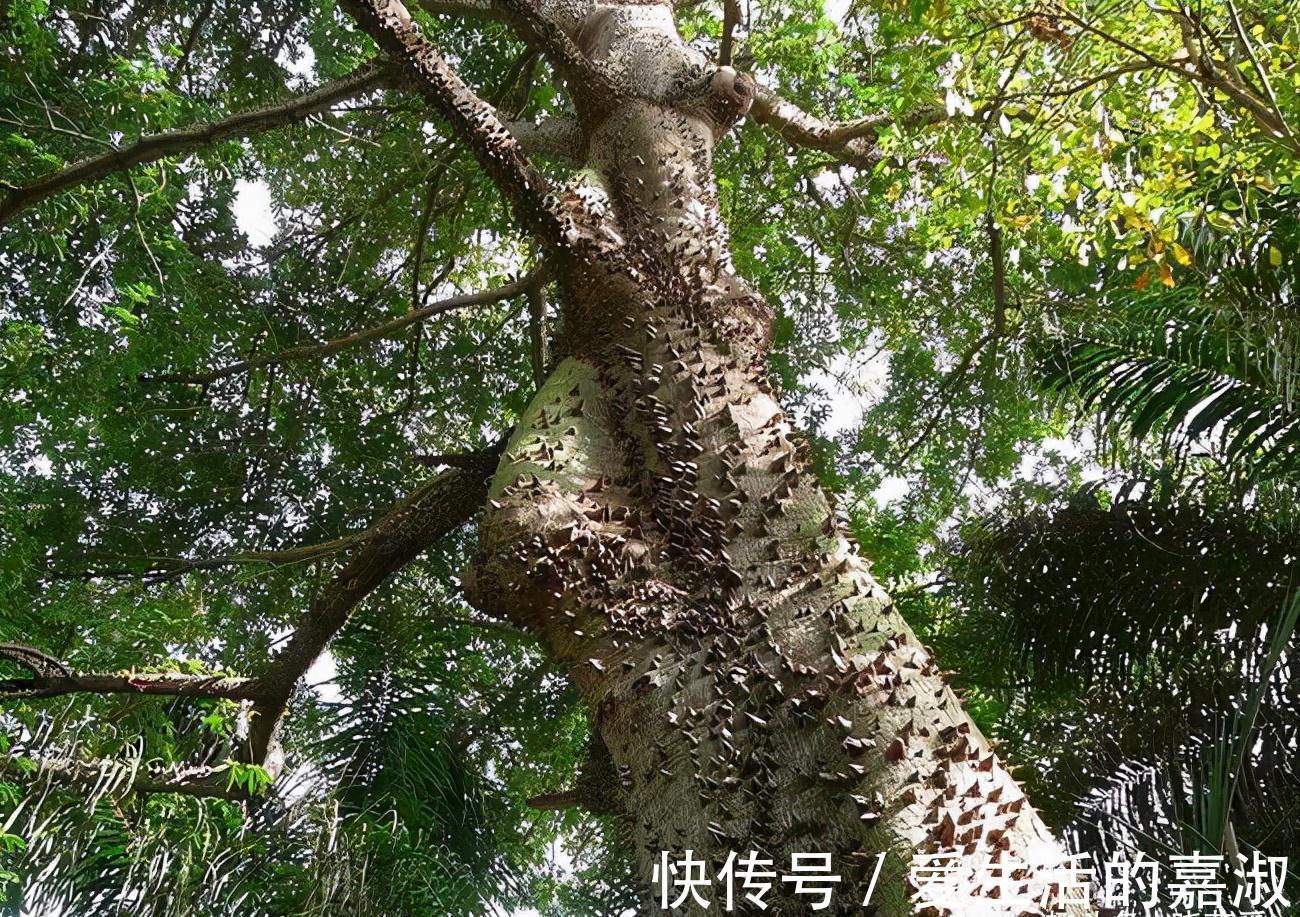 金皮树|认识植物界的“六大毒树”，看到“绕道走”，涨知识不吃亏