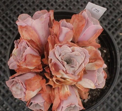  看上去很|盘点10款粉色系多肉，各有各的美，粉萌可爱，你最喜欢哪种？