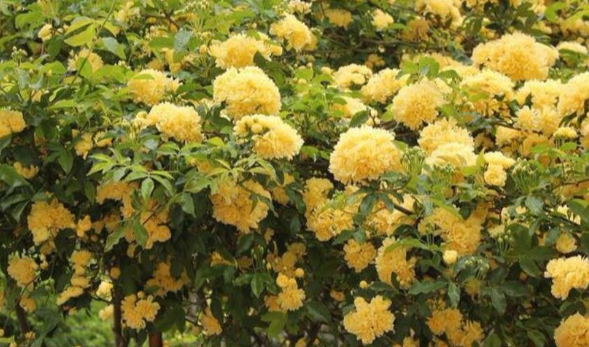 重瓣凤仙花|庭院选这几款花,花姿妖娆,花开美观又大气,花色艳丽灿烂无双