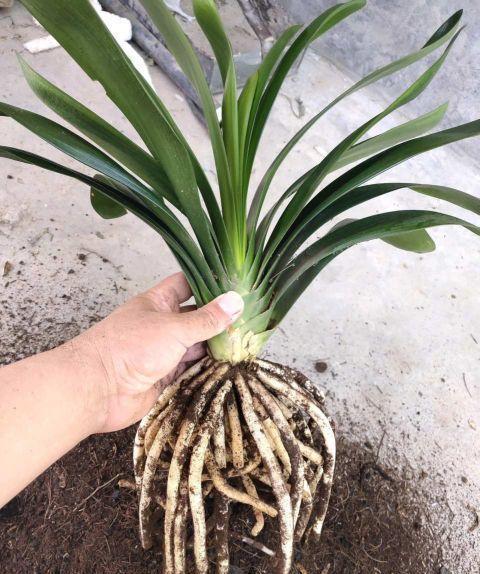 秋凉|天气渐热,做好三点,君子兰稳度夏,顺利长叶开花