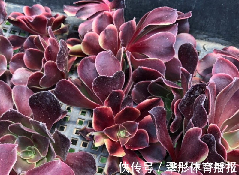 砍头苗|多肉欧佳丽法师太贵?秋天可以入手小苗,照我的方法养活没啥问题