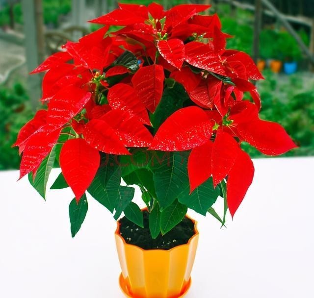 红红火火|西方的“圣诞花”,红红火火忒漂亮,只能看,不能摸!
