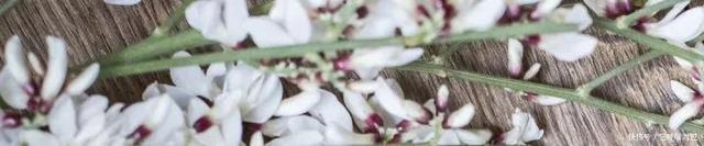 浪漫|拒绝撞香!这些小众香水让你高级又浪漫