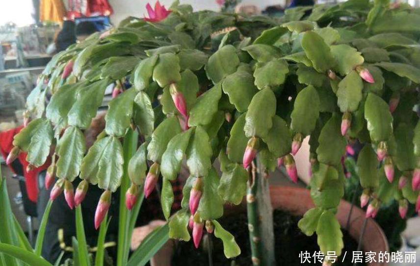 花苞|入冬了还不见蟹爪兰冒花苞,来几招催花好方法,立马就能见花苞