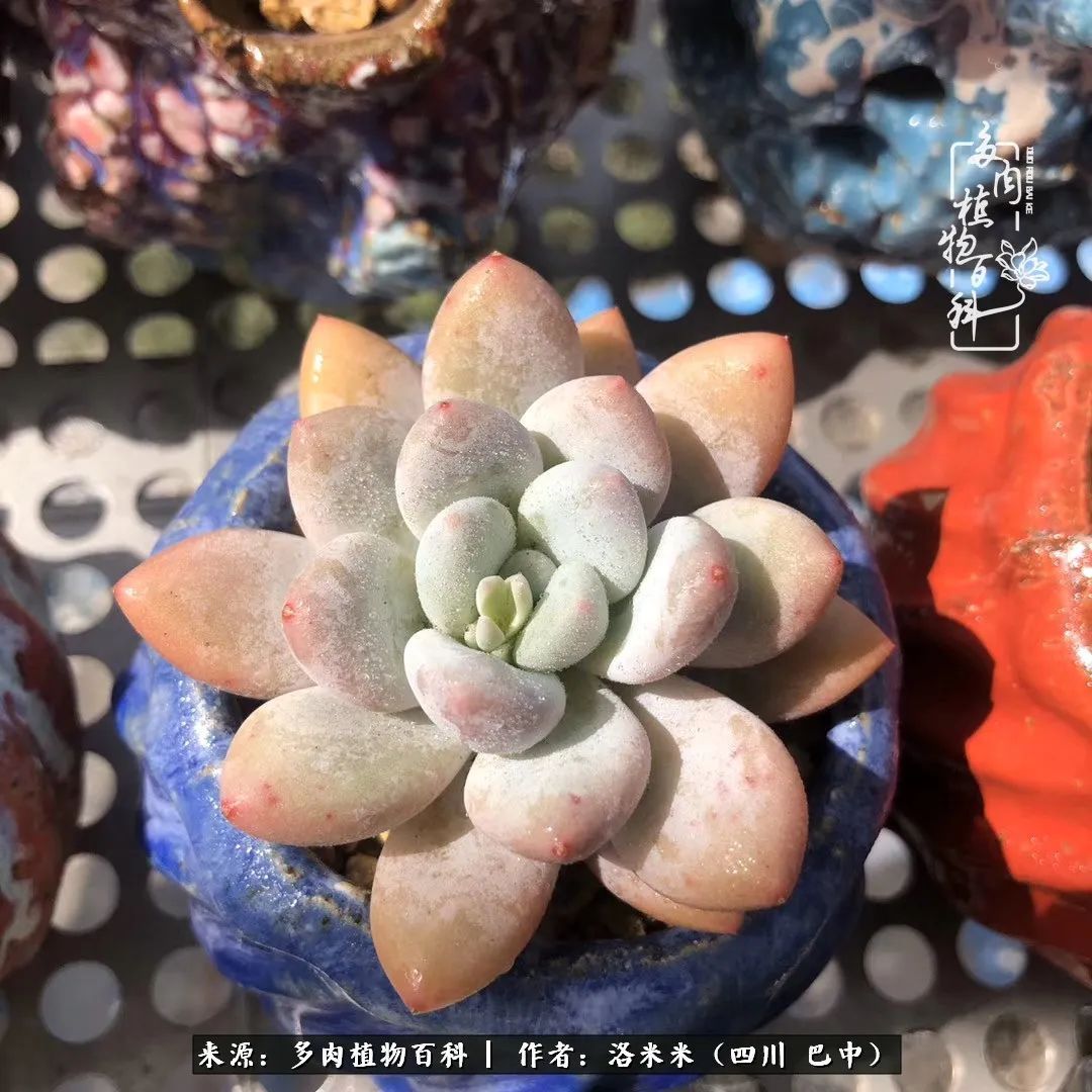 时间是多肉最好的滤镜!附个人养护经验!
