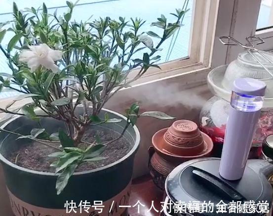 浇花|这5样“小药丸”不值钱,过期了却仍能磨粉养花,好处多多