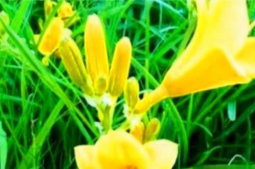 免疫力|想長壽要會吃，3種食物不可少，排毒養顏，提高免疫力！