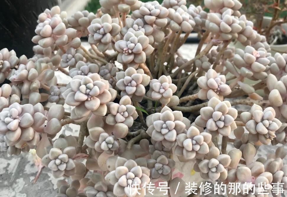露娜莲|这8款多肉植物好看又好养,被誉为新手小白的福利!