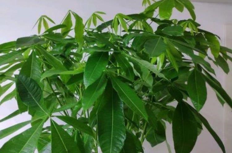 养花就养4种花，家里养一盆，花美心情好，一养就上瘾